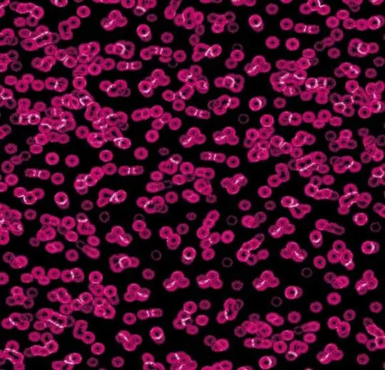 Forbo Flotex Roll Created by Sottsass #990101 Bacteria 79" - 4.3 mm (Sold in sqyd)