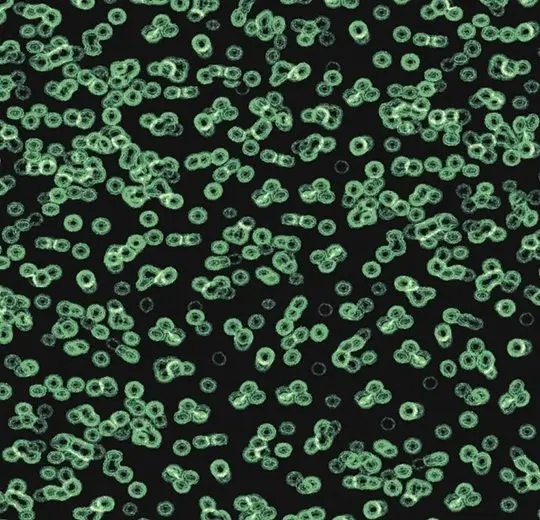 Forbo Flotex Roll Created by Sottsass #990102 Bacteria 79" - 4.3 mm (Sold in sqyd)