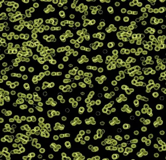 Forbo Flotex Roll Created by Sottsass #990103 Bacteria 79" - 4.3 mm (Sold in sqyd)