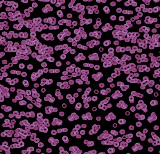 Forbo Flotex Roll Created by Sottsass #990104 Bacteria 79" - 4.3 mm (Sold in sqyd)