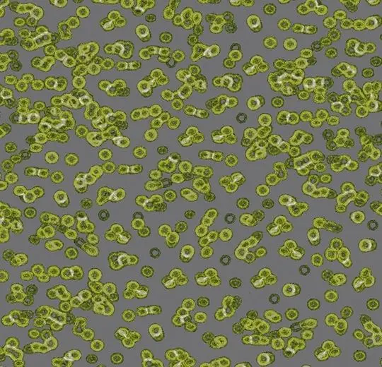 Forbo Flotex Roll Created by Sottsass #990302 Bacteria 79" - 4.3 mm (Sold in sqyd)