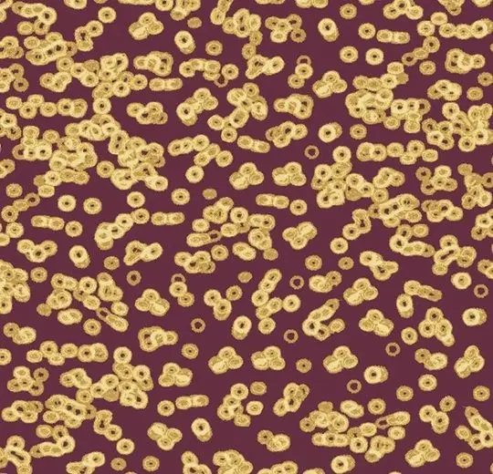 Forbo Flotex Roll Created by Sottsass #990501 Bacteria 79" - 4.3 mm (Sold in sqyd)