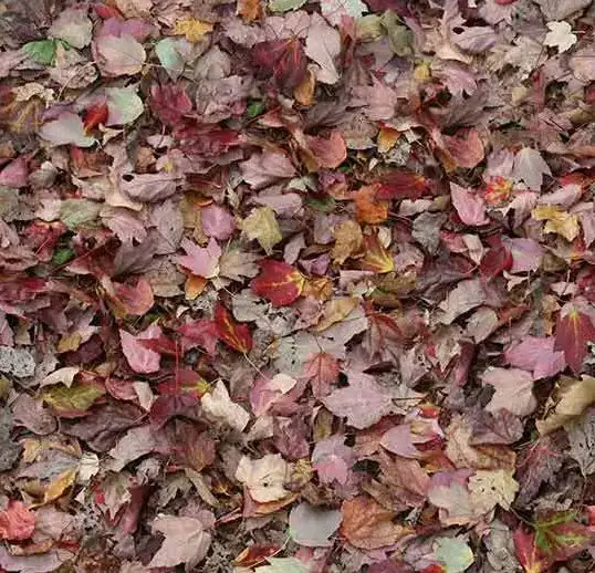 Forbo Flotex Roll Vision Autumn Leaves - Red 79" x 98.4'