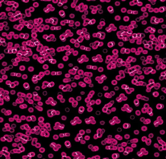 Forbo Flotex Roll Vision #990101 Bacteria 79" x 98.4'