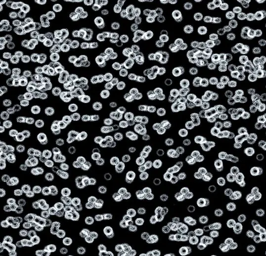 Forbo Flotex Roll Vision #990106 Bacteria 79" x 98.4'