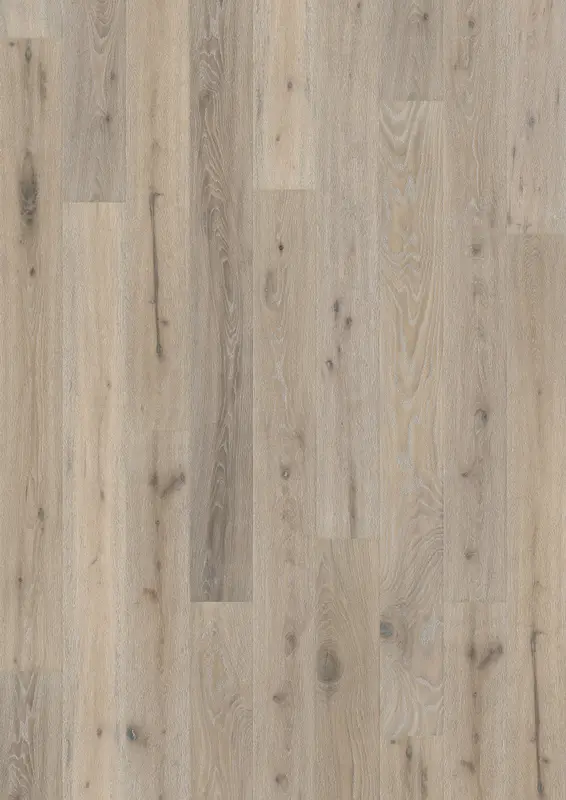 OAK OYSTER